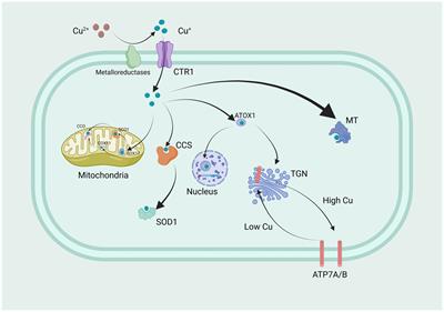 Emerging insights into cuproptosis and copper metabolism: implications for age-related diseases and potential therapeutic strategies